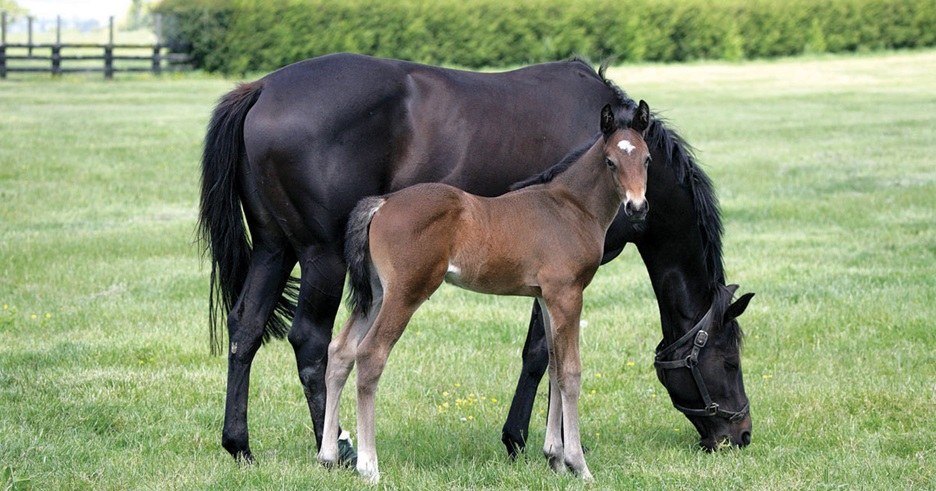 Feeding Pregnant Mares