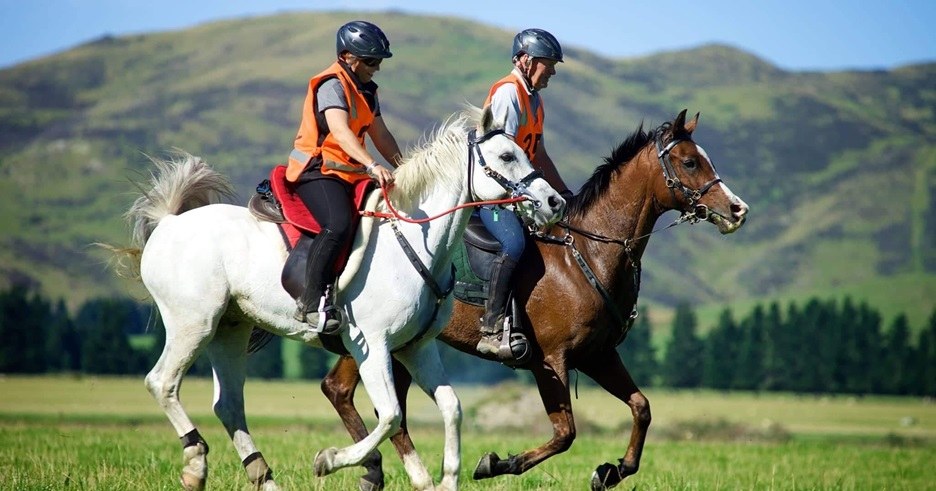 Feeding the Endurance Horse