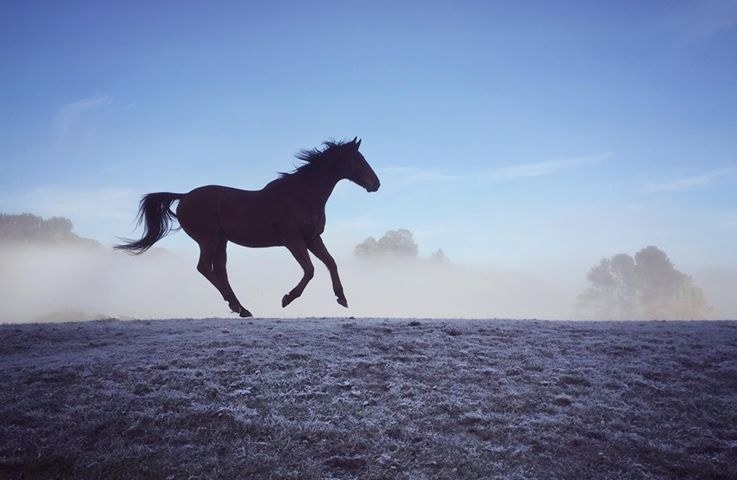 Winter Feeding