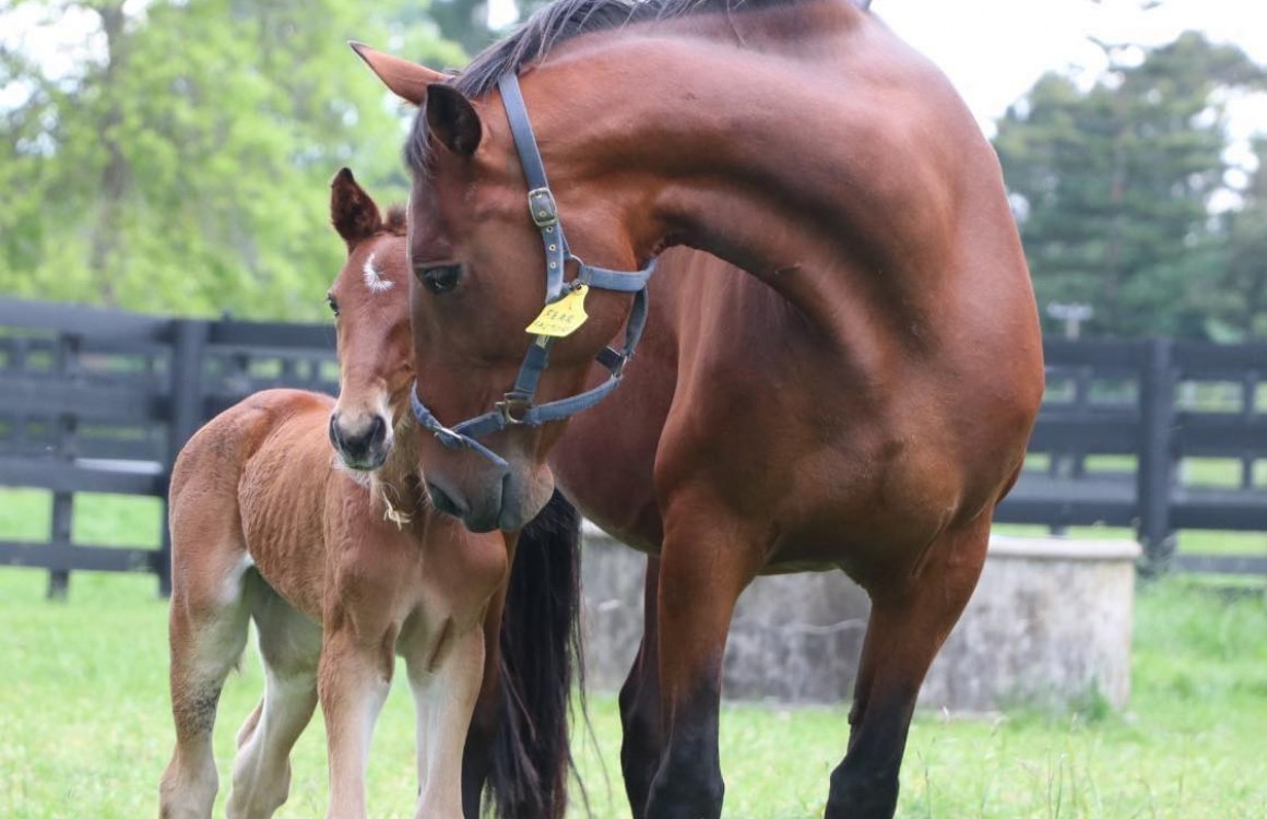 NZSBA Breeding Season Launch