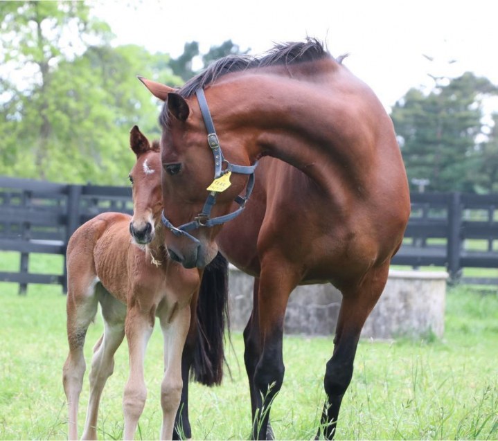 NZSBA Breeding Season Launch