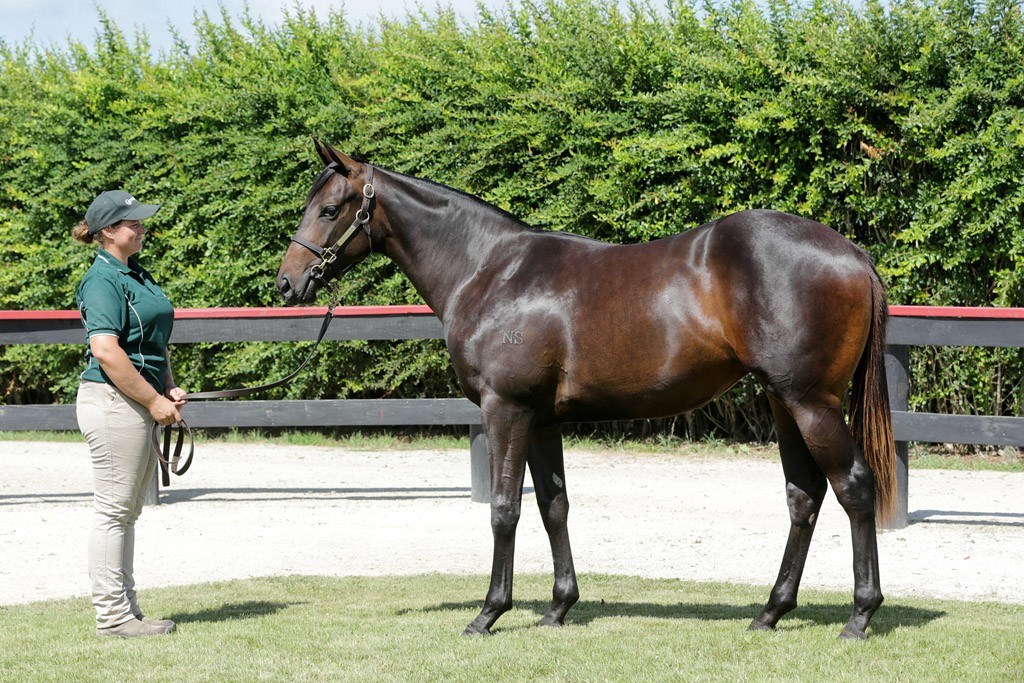 Gordon Cunningham, Curraghmore Stud