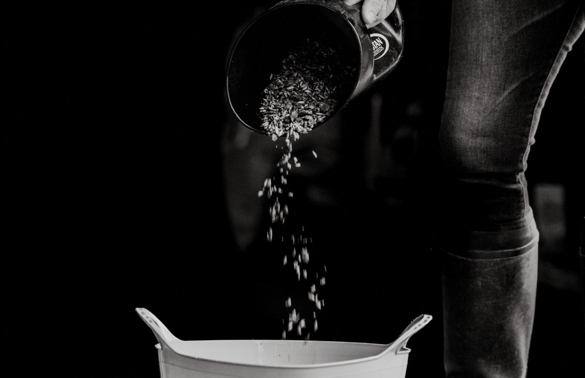 Should I be adding Salt to my horse’s diet?