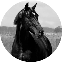 Healthy Black Horse