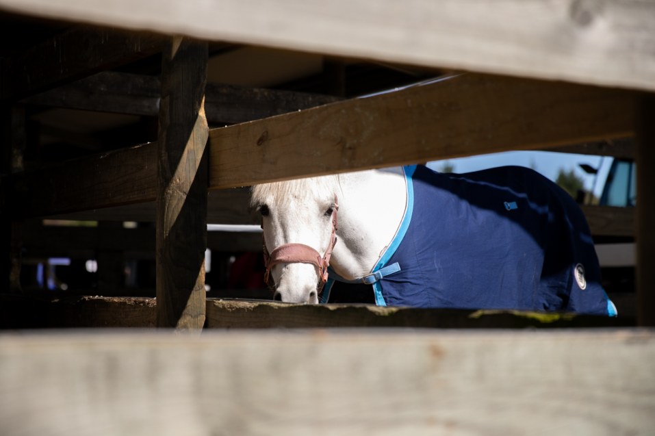 How to manage ‘Sudden Bed Rest’ for your equine