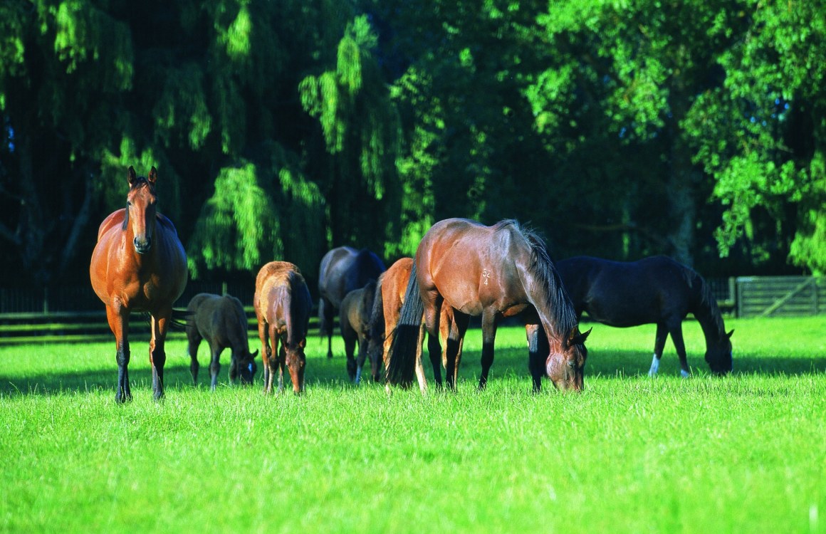 Equine Squamous Gastric Disease (ESGD) and Equine Glandular Gastric Disease (EGGD)