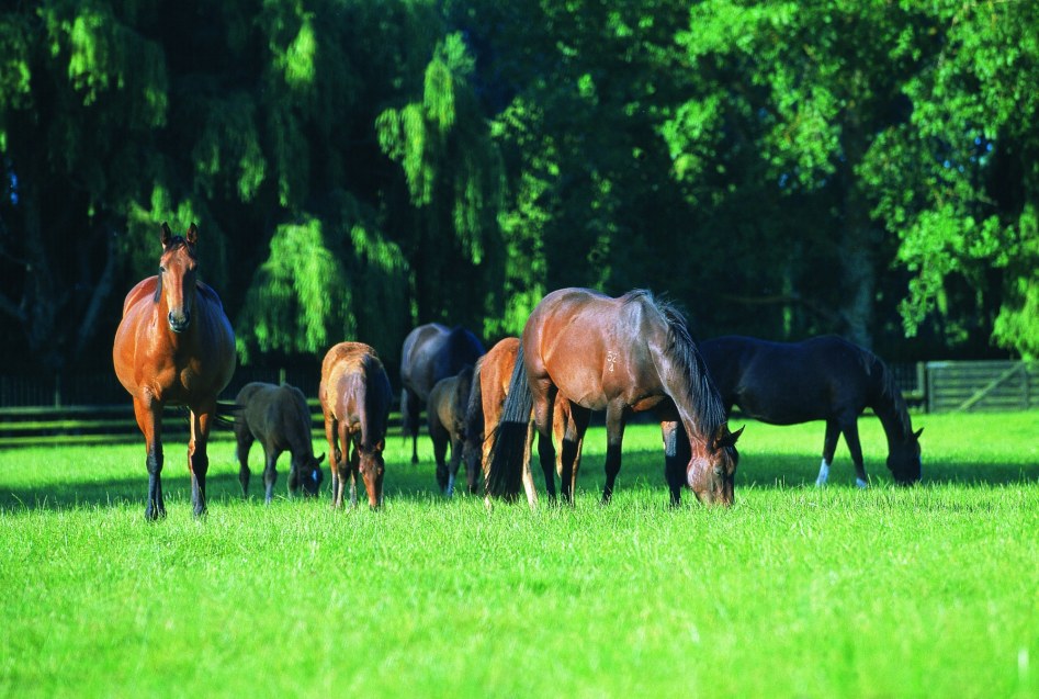 Equine Squamous Gastric Disease (ESGD) and Equine Glandular Gastric Disease (EGGD)