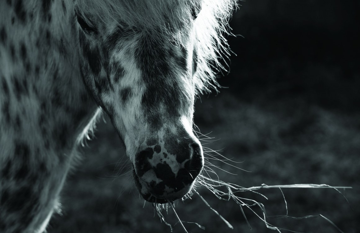 Feeding During Pasture Shortages