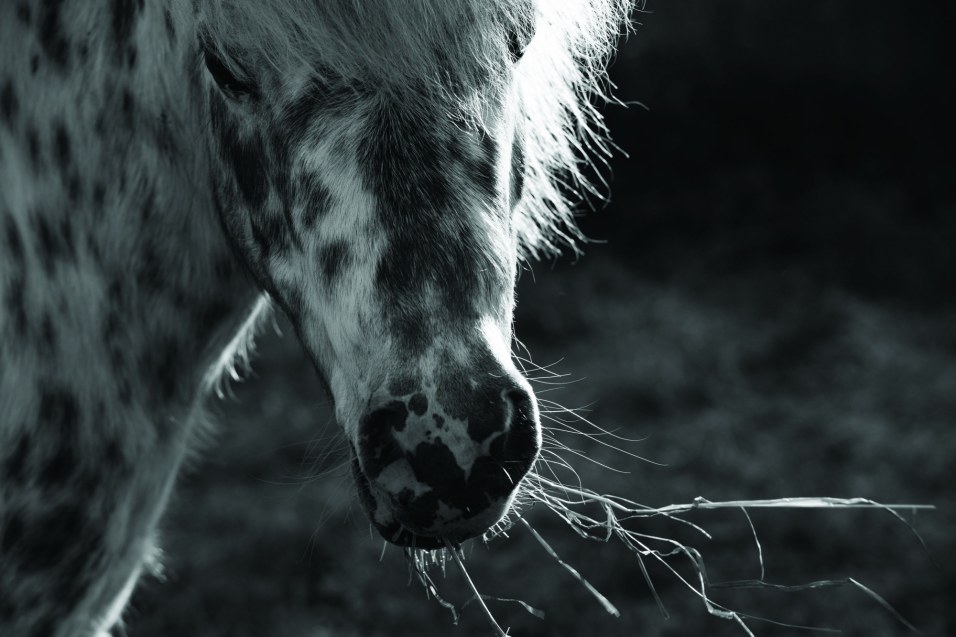 Feeding During Pasture Shortages