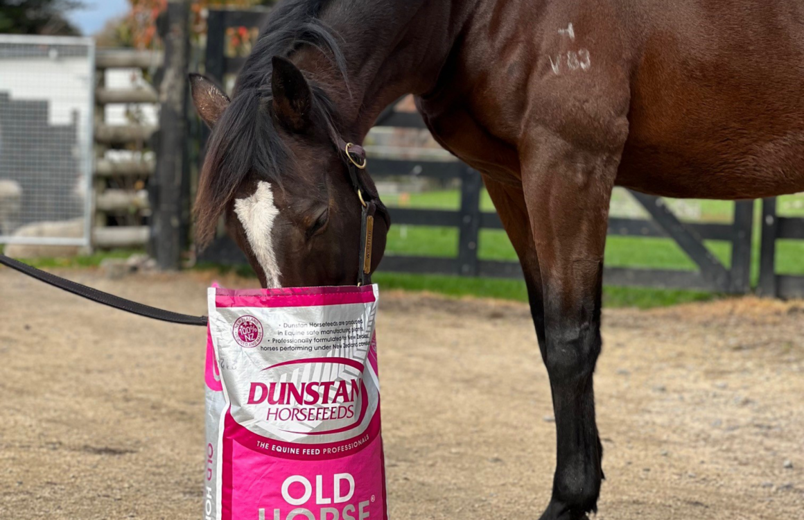 Why Feed Dunstan Old Horse?
