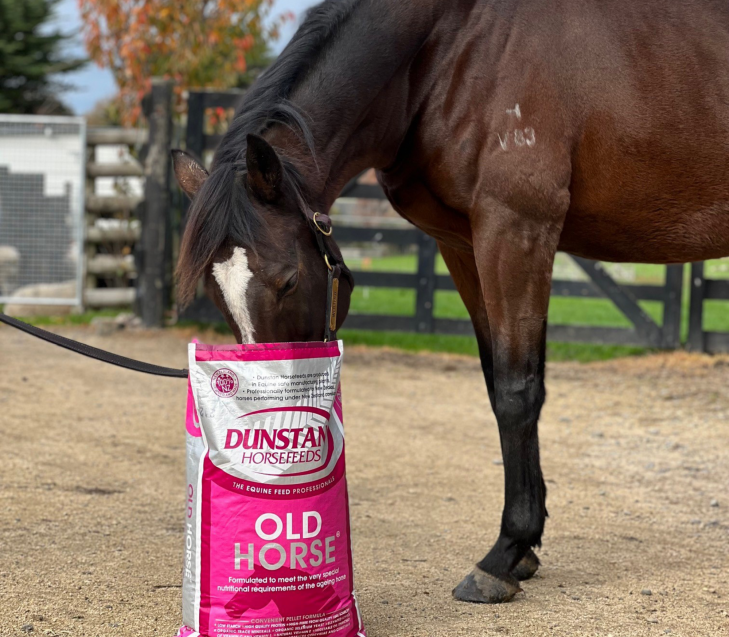 Why Feed Dunstan Old Horse?