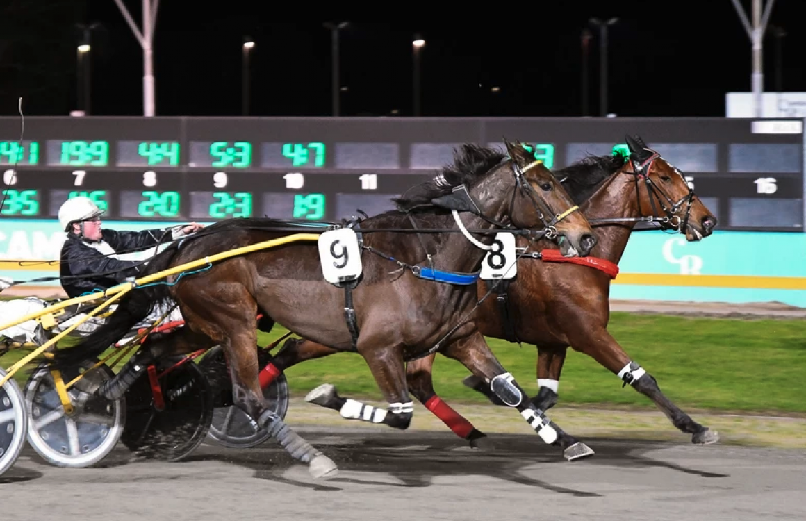 Funny Face crowned Dunstan Horse of the Year