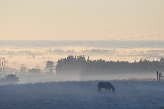 Managing Pasture and Sugar Levels